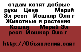 отдам котят добрые руки › Цена ­ 10 - Марий Эл респ., Йошкар-Ола г. Животные и растения » Кошки   . Марий Эл респ.,Йошкар-Ола г.